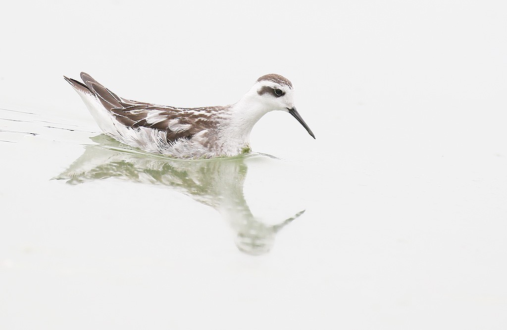 Red-necked Phalarope - ML117223661