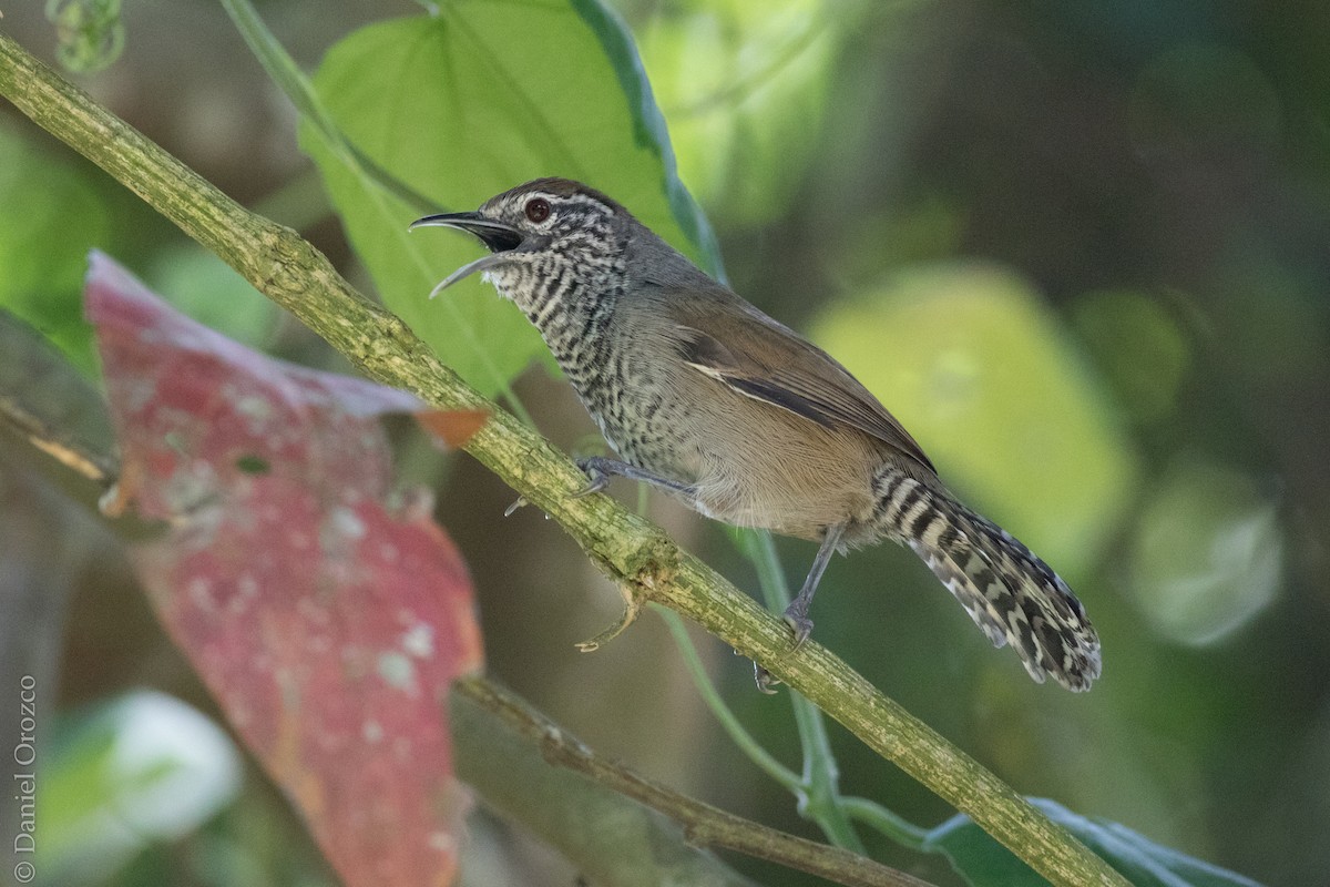 Speckle-breasted Wren - ML117225821