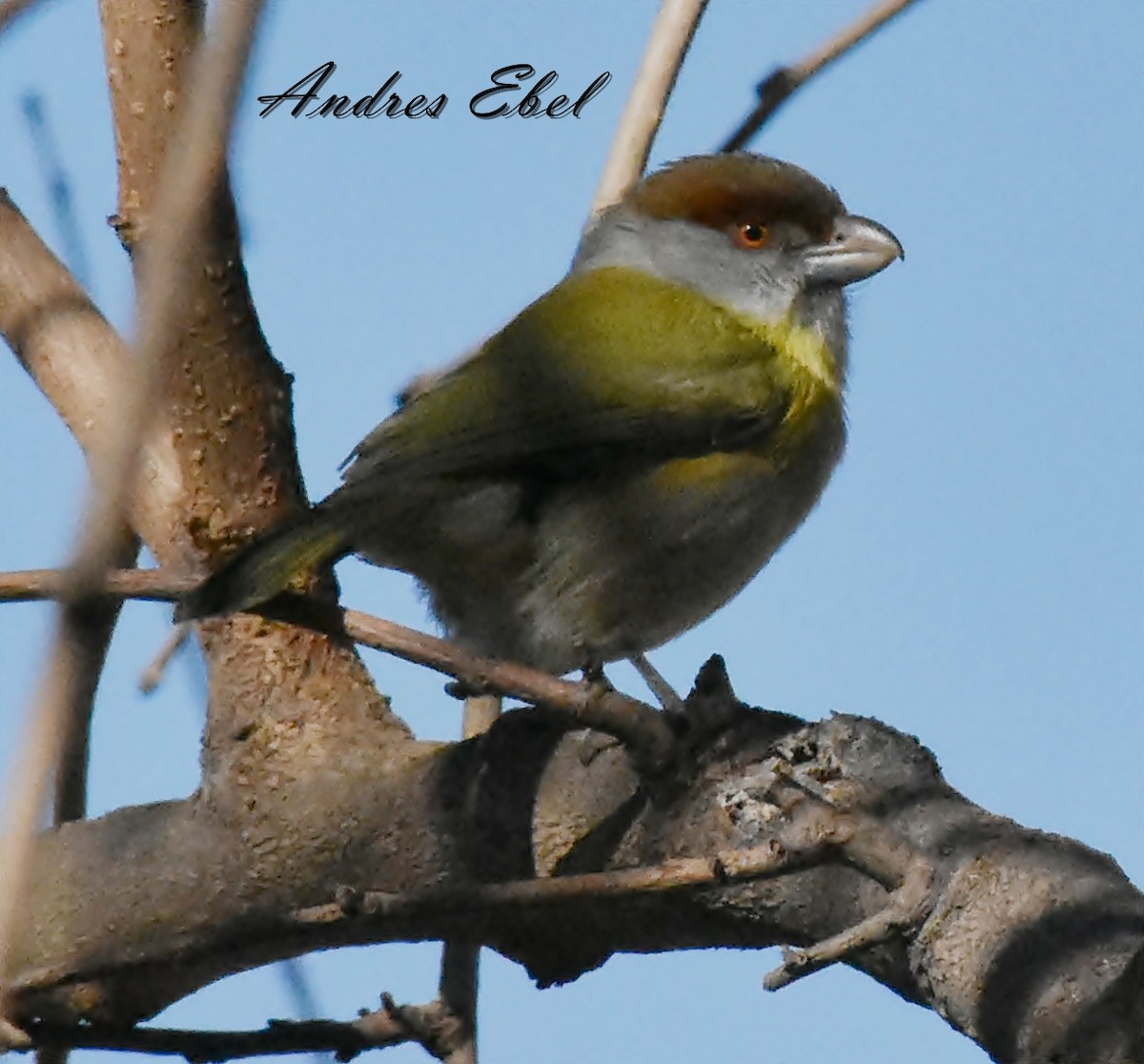 Rufous-browed Peppershrike - ML117227651