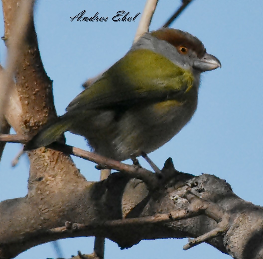 Rufous-browed Peppershrike - ML117227671