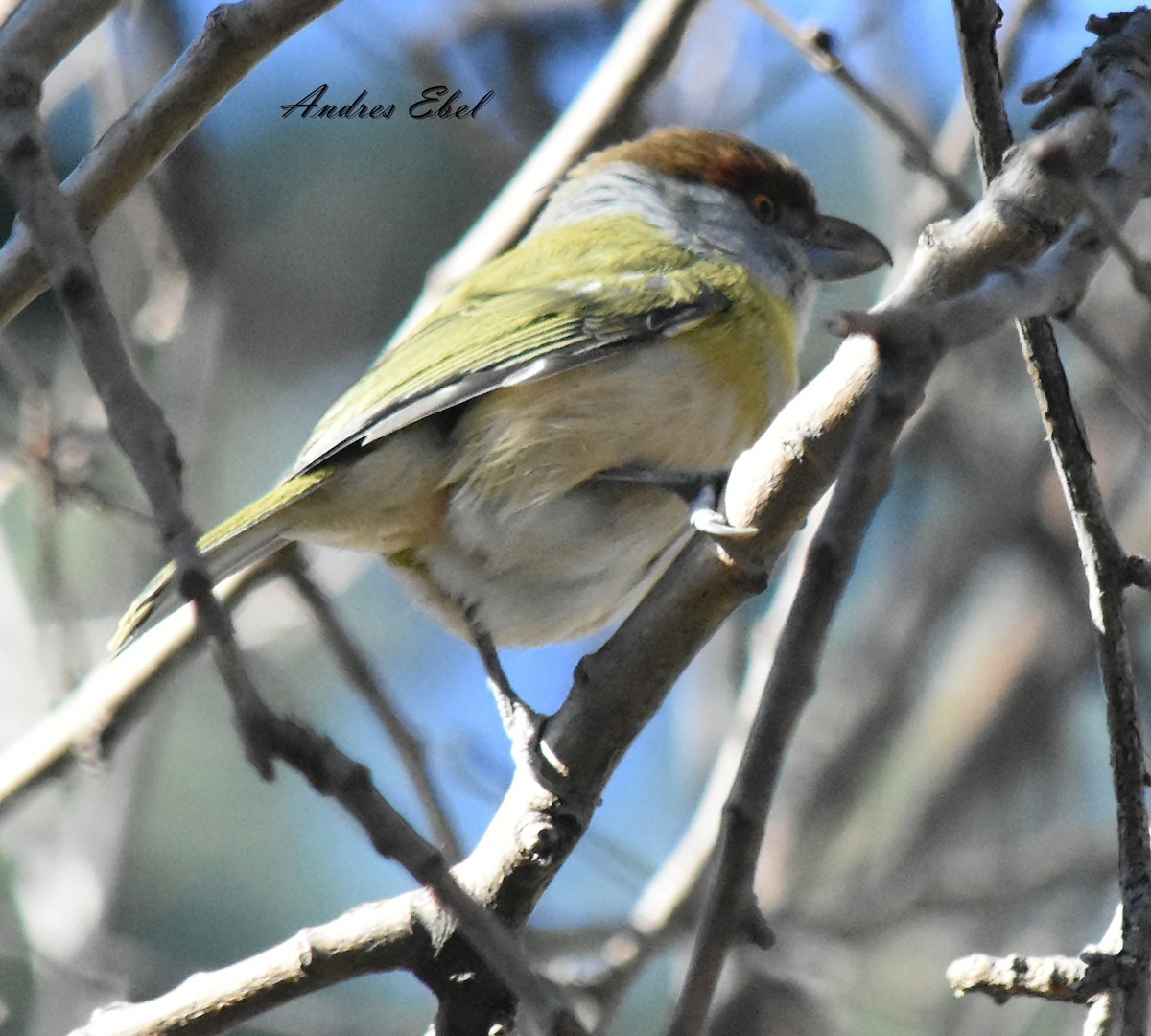 Rufous-browed Peppershrike - ML117227721