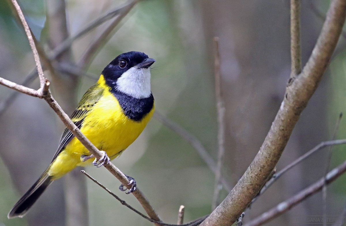 Golden Whistler (Eastern) - Roksana and Terry