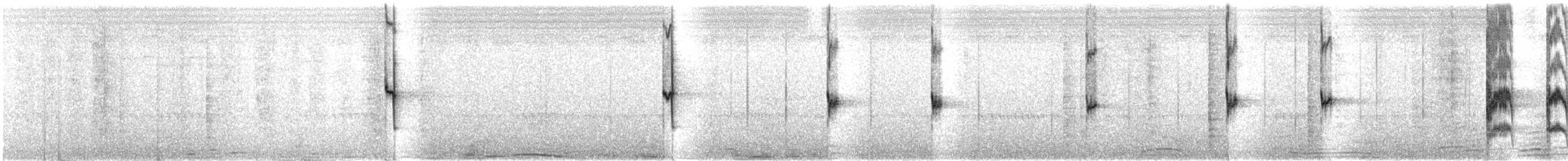 Rhipidure hochequeue - ML117228221