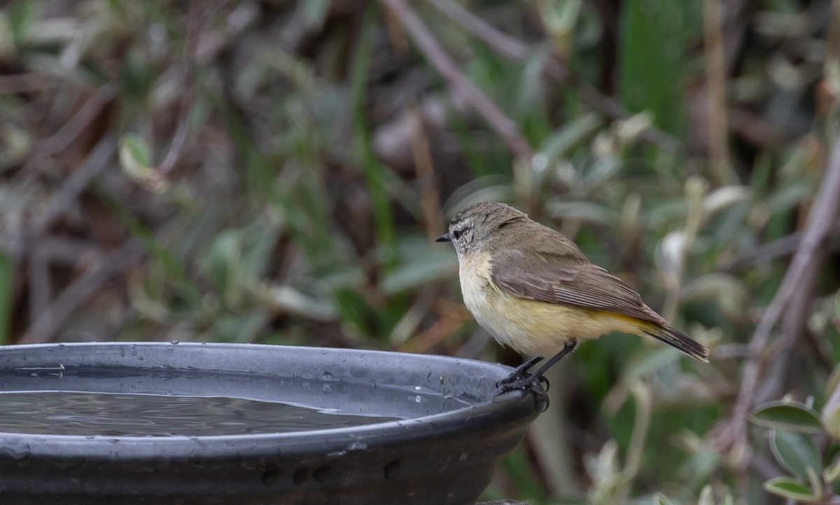 Yellow-rumped Thornbill - ML117228731
