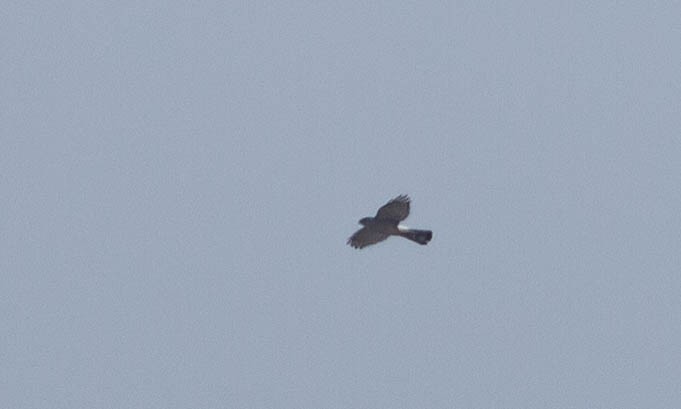 Sharp-shinned Hawk (Northern) - ML117229921