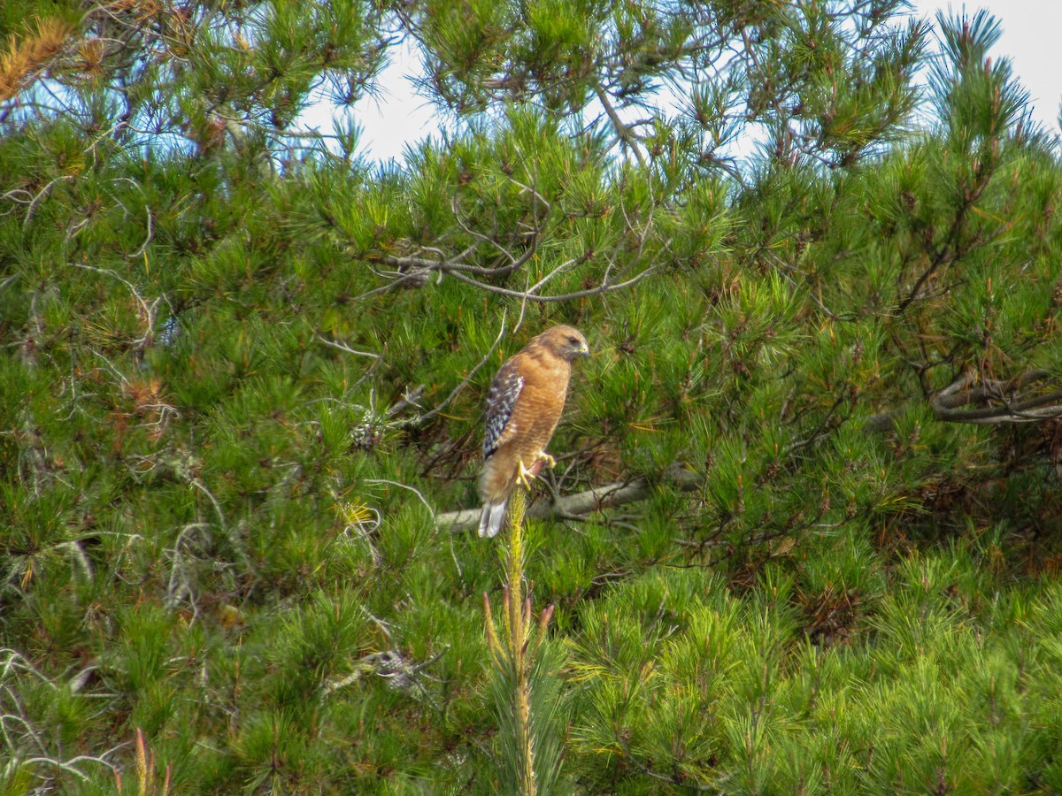 Red-shouldered Hawk - ML117230361