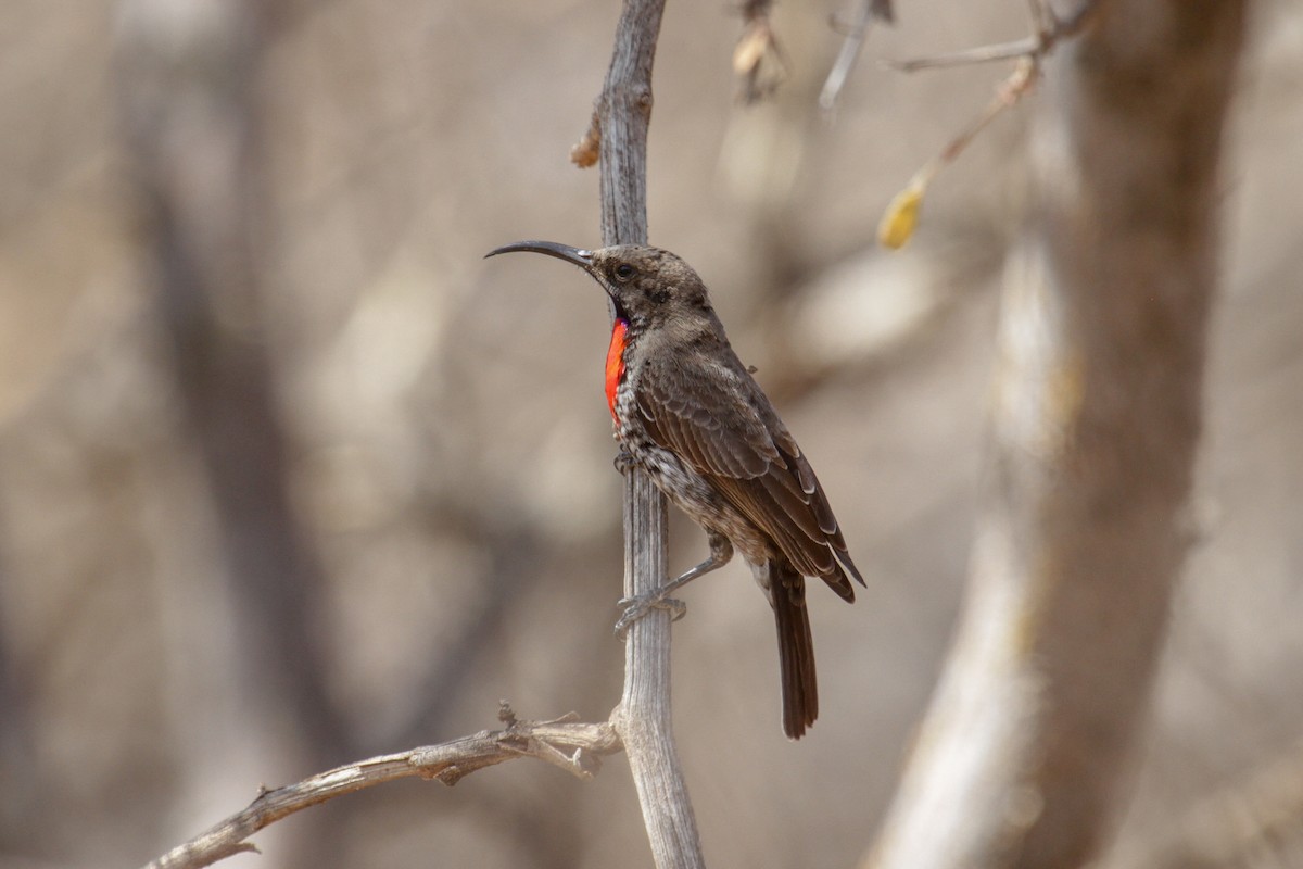 Hunter's Sunbird - ML117230791