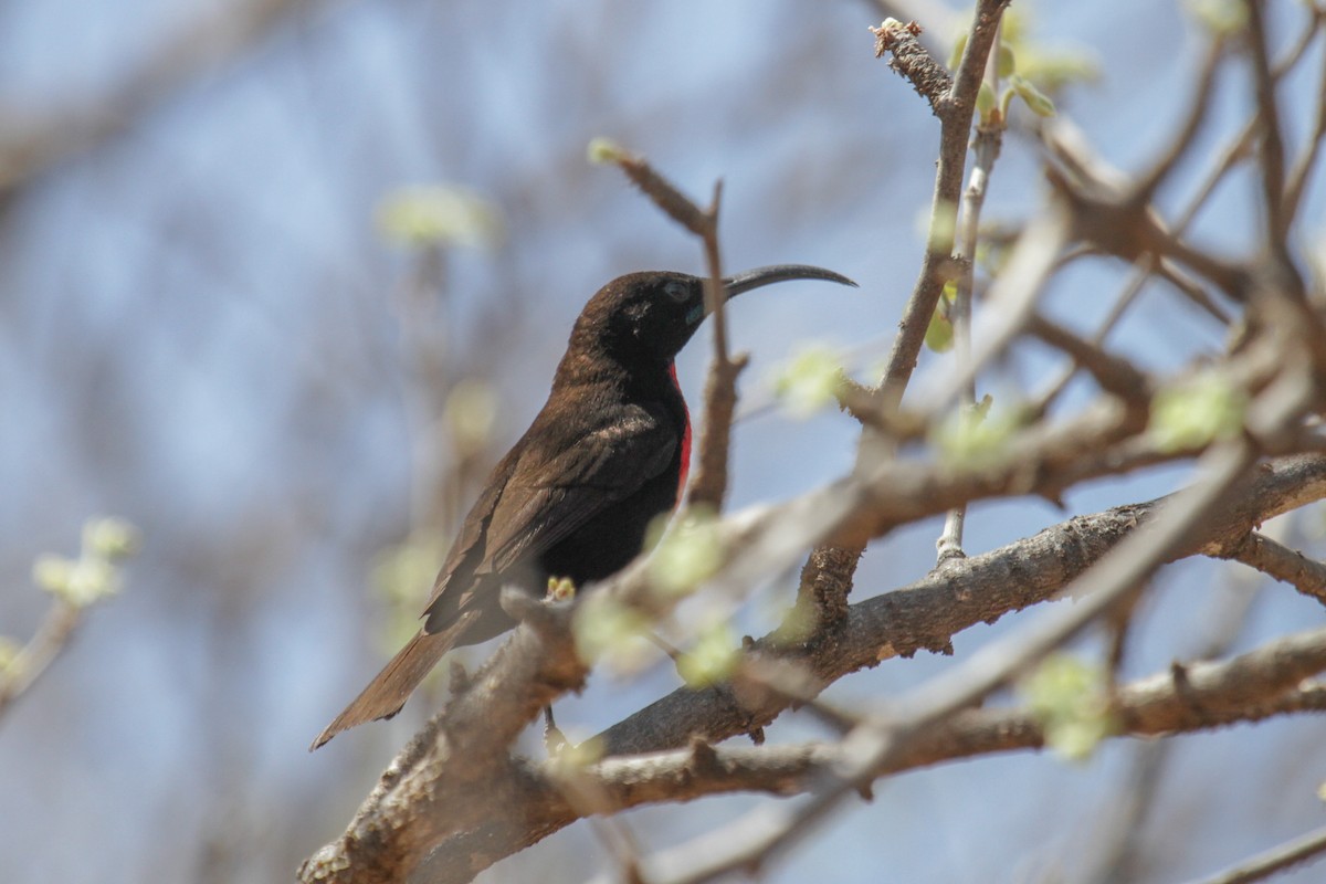 Hunter's Sunbird - ML117230831