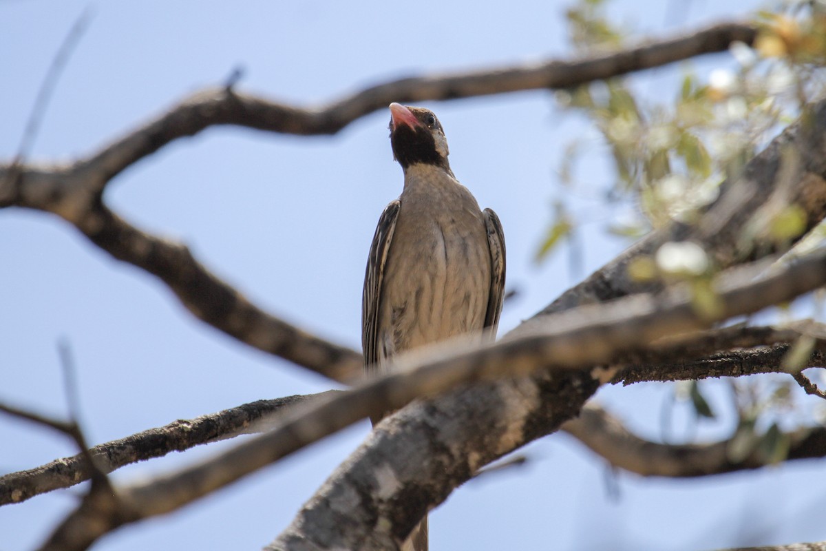 Greater Honeyguide - ML117230891