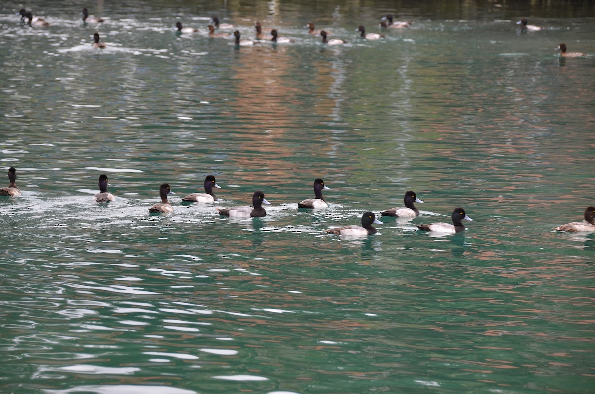 Lesser Scaup - Robert Howard