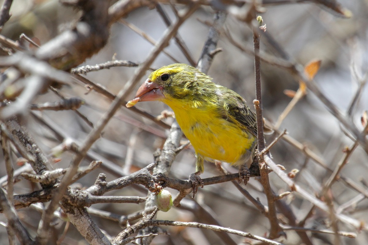 Northern Grosbeak-Canary - ML117231041