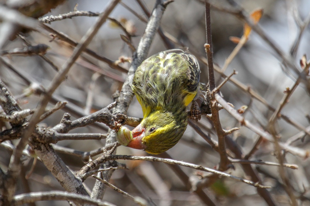 Northern Grosbeak-Canary - ML117231081