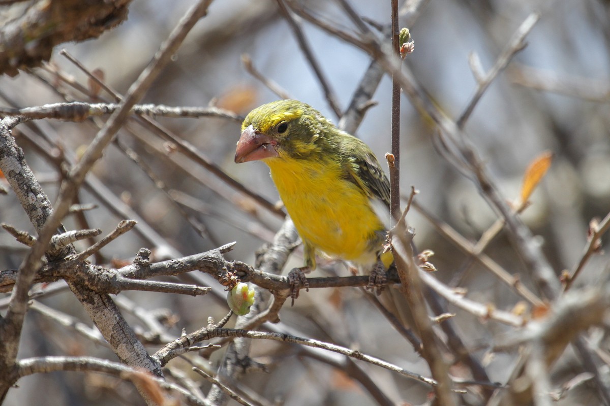 Northern Grosbeak-Canary - ML117231221