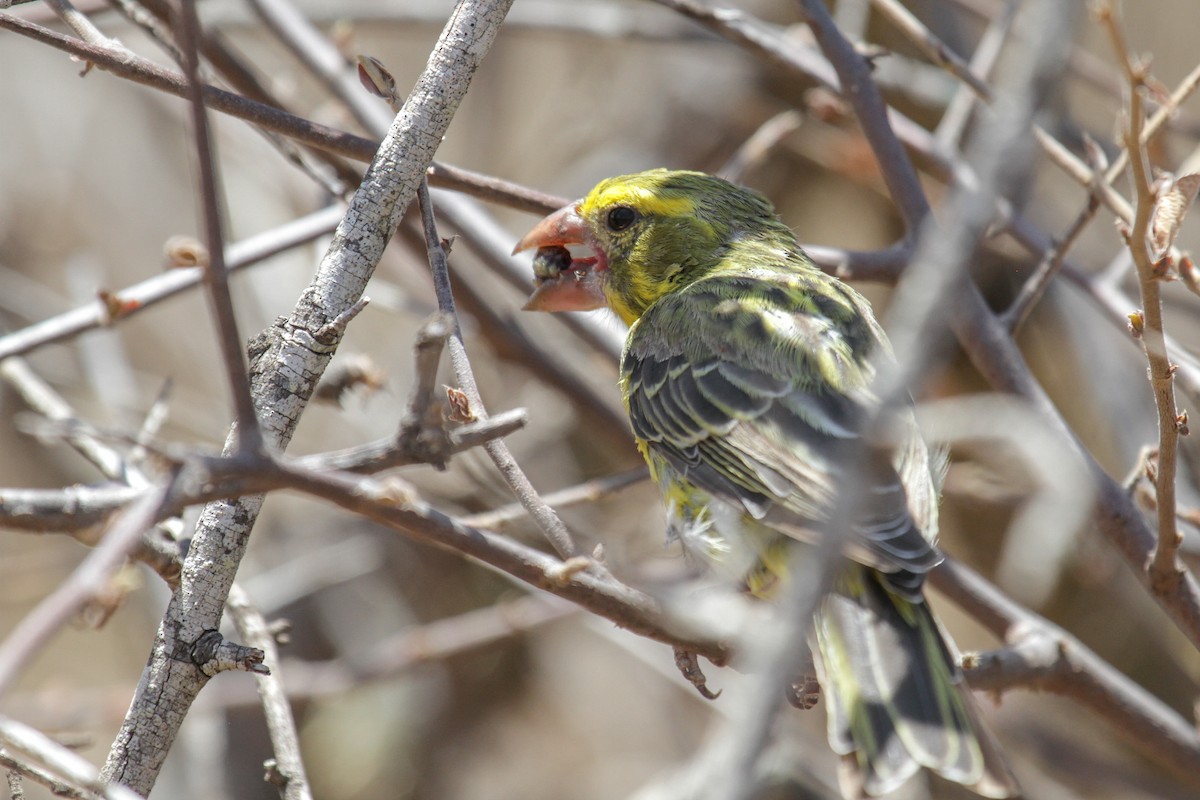 Northern Grosbeak-Canary - ML117231391