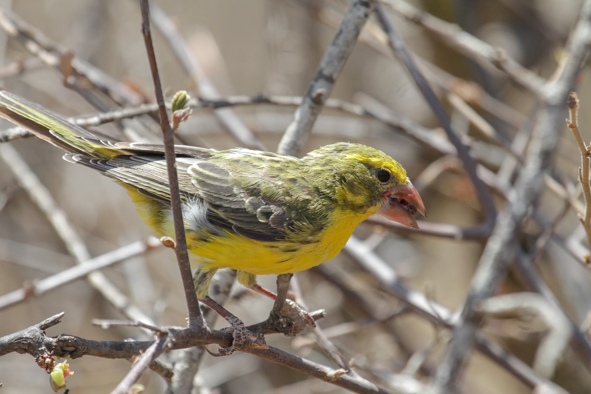 Northern Grosbeak-Canary - ML117231421