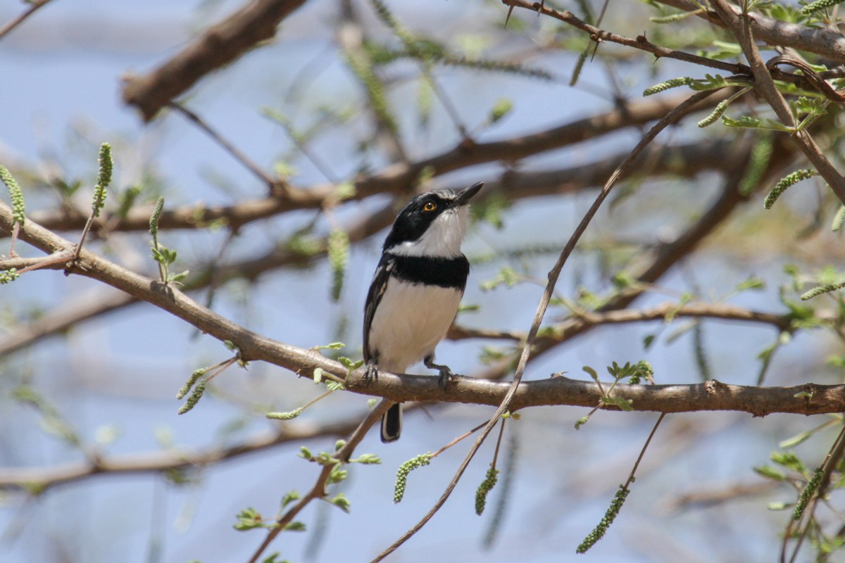 Pygmy Batis - ML117231971