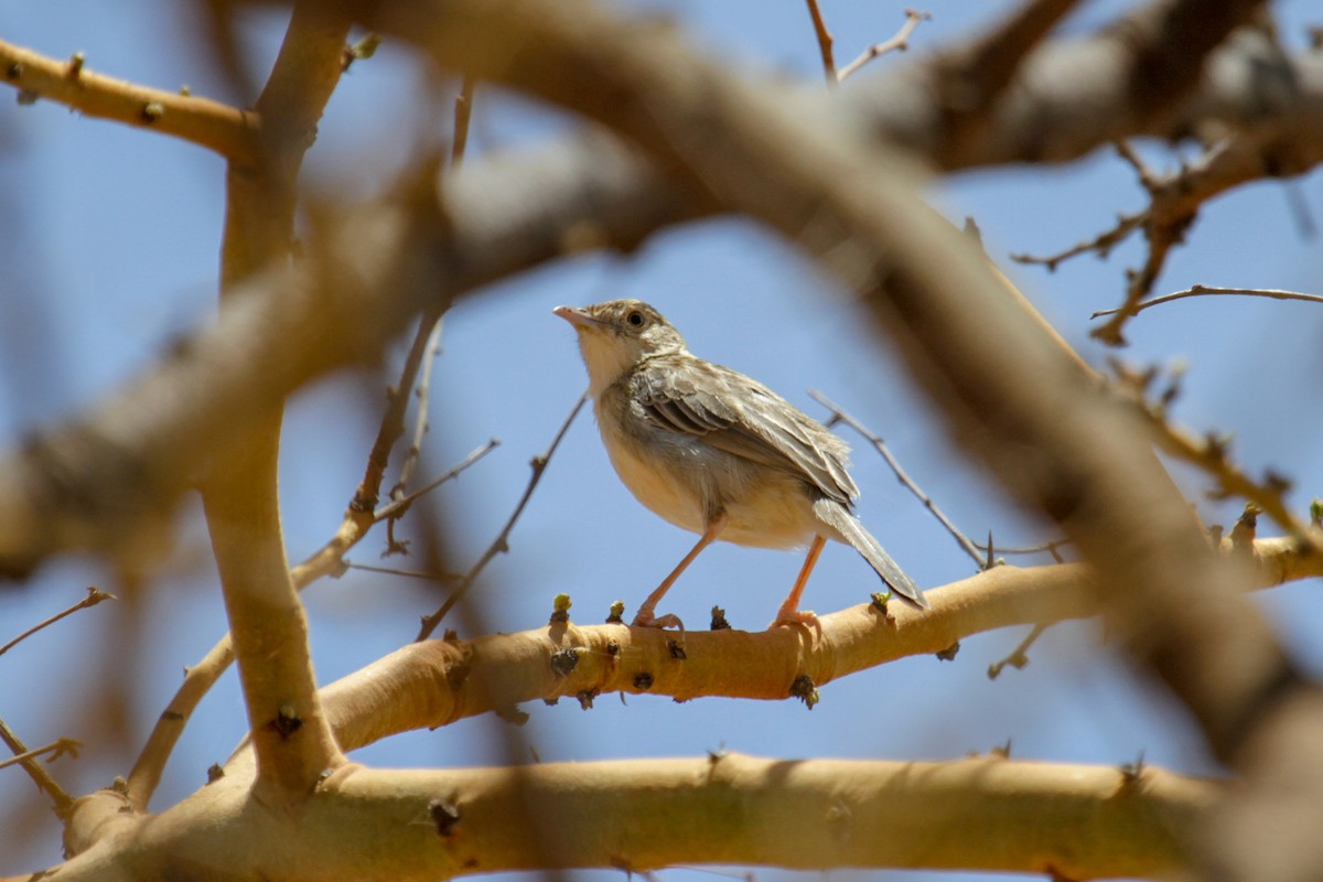 Rattling Cisticola - ML117232021