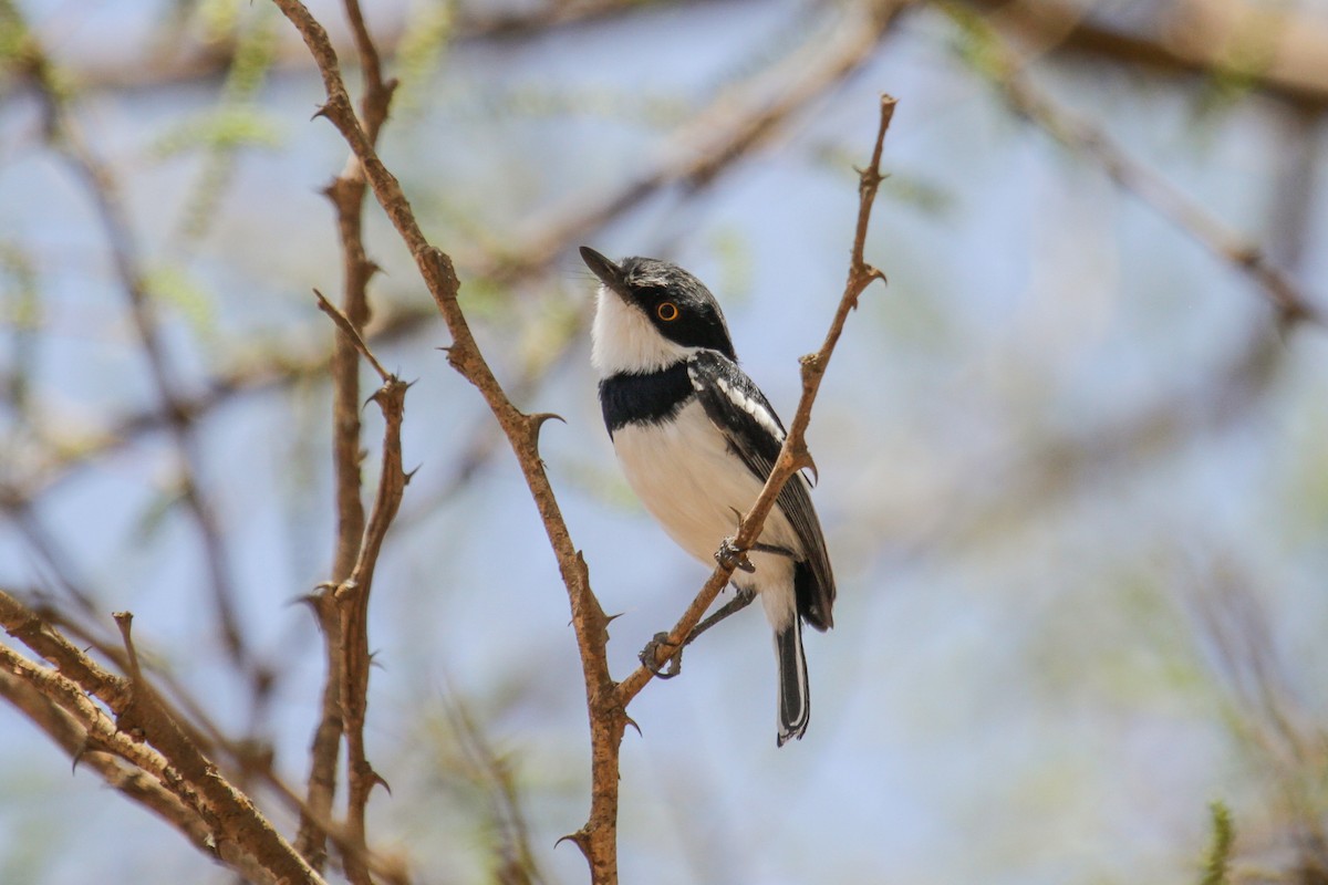 Pygmy Batis - ML117232041