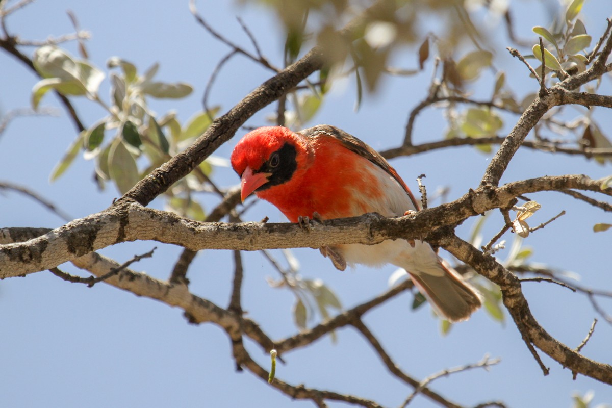 Red-headed Weaver - ML117232271