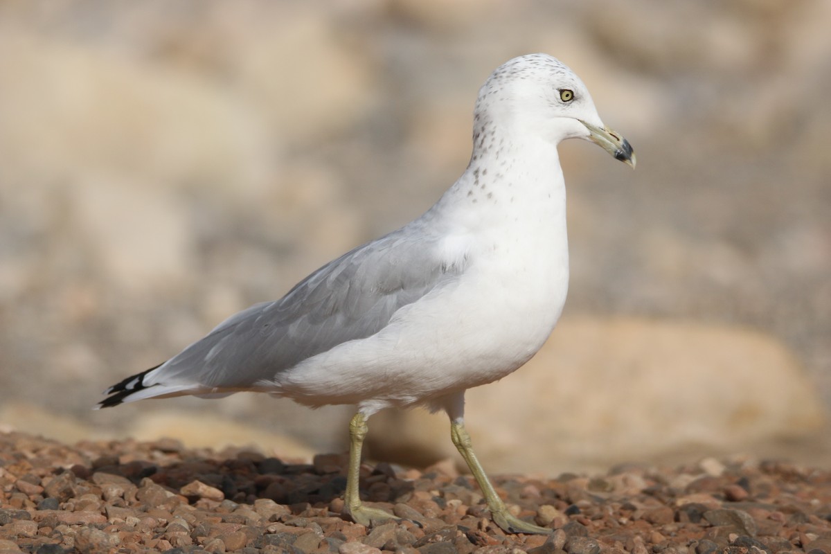 Ring-billed Gull - ML117232301