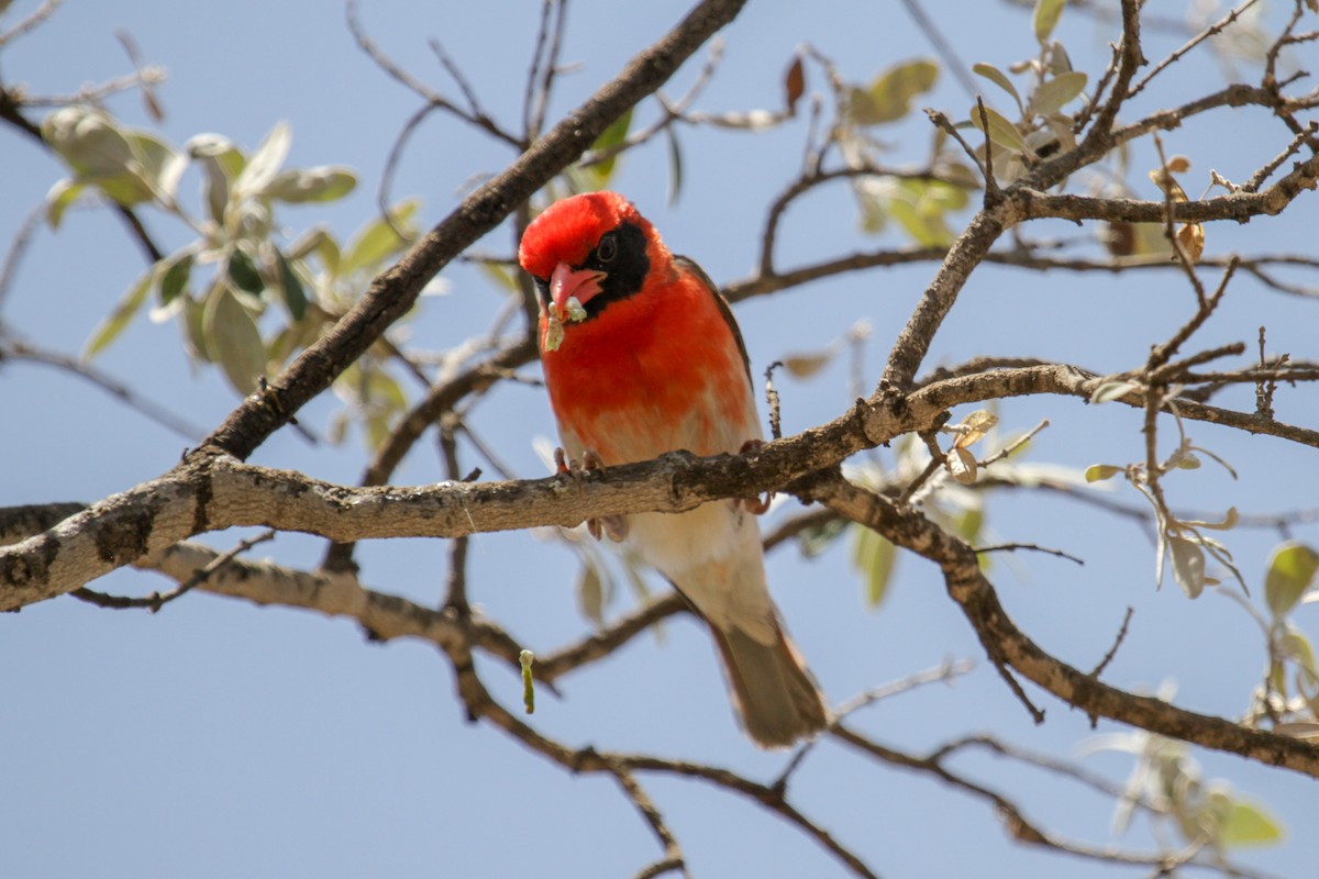 Red-headed Weaver - ML117232321