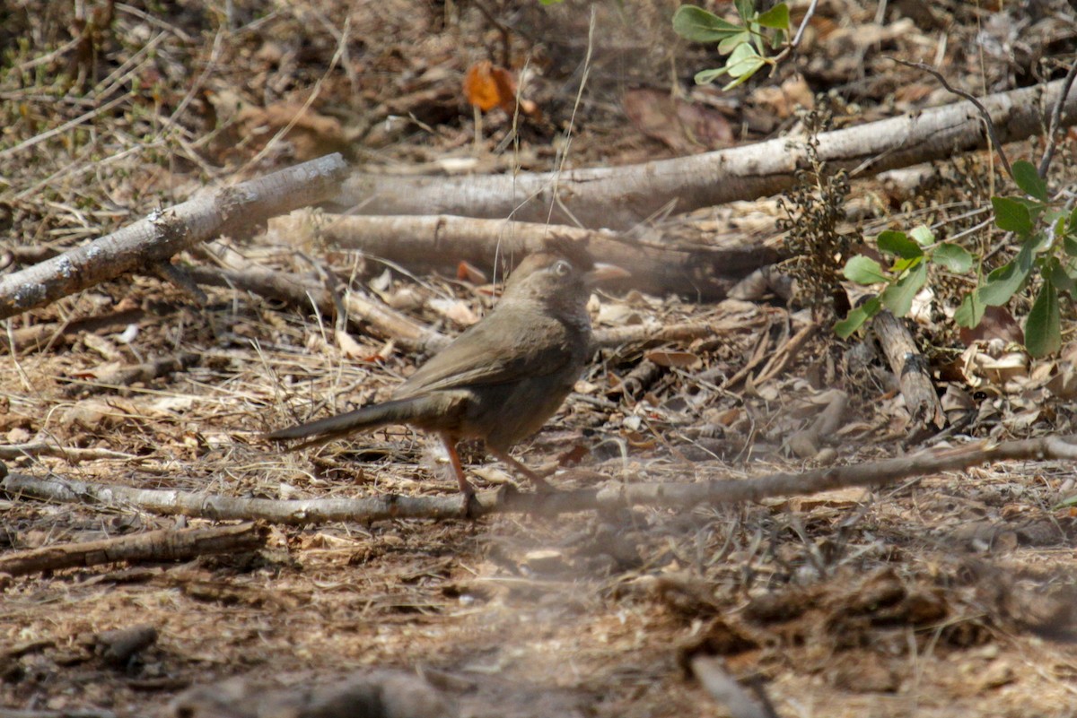 Schuppenbrust-Drosselhäherling - ML117232661