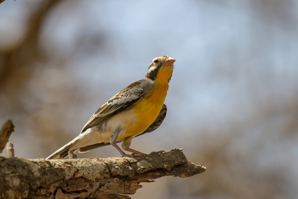 Somali Bunting - ML117232801