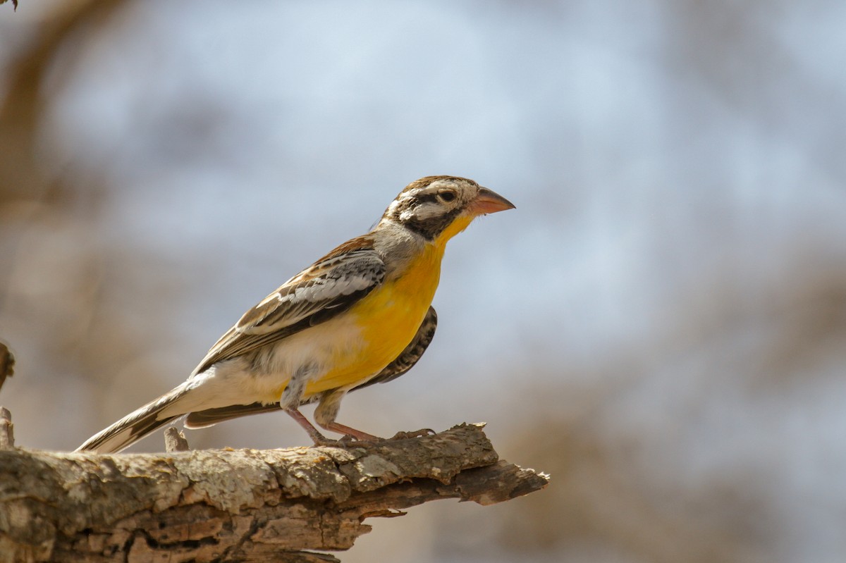 Somali Bunting - ML117232811