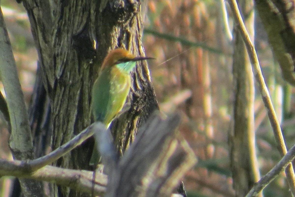 Asian Green Bee-eater - ML117232921