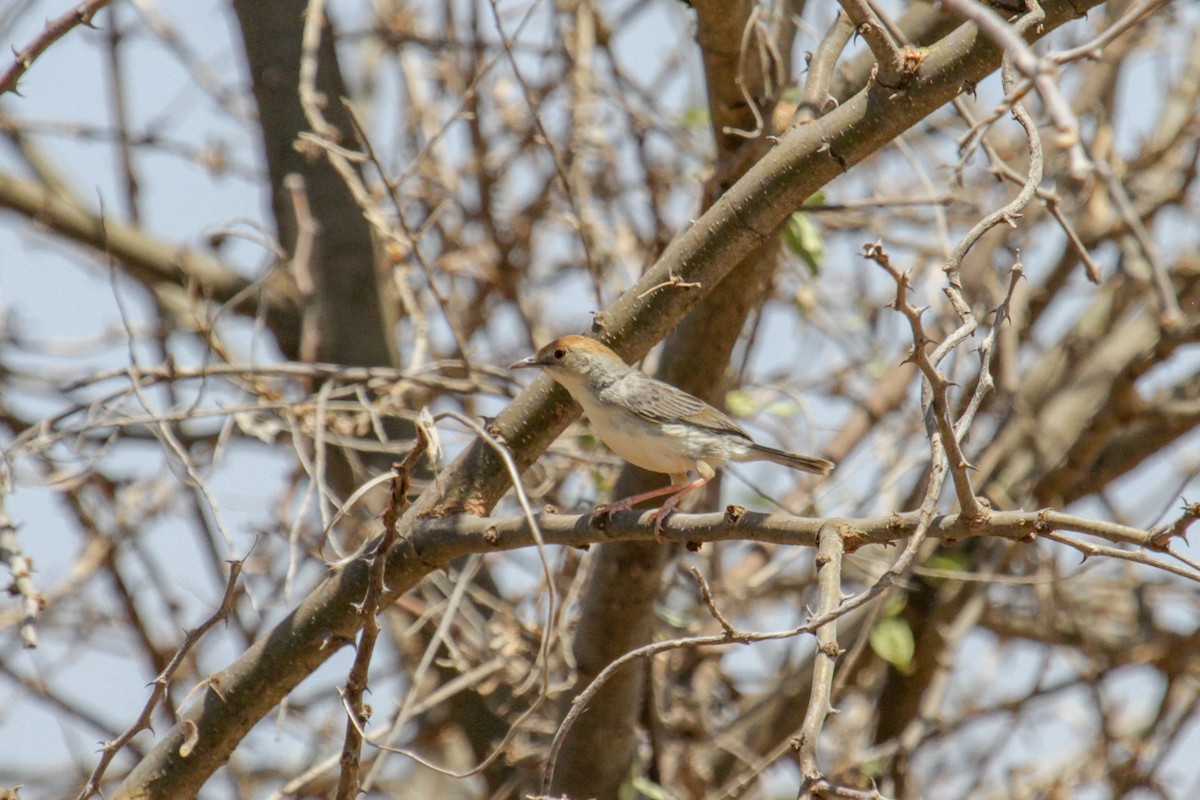 Tiny Cisticola - ML117233341