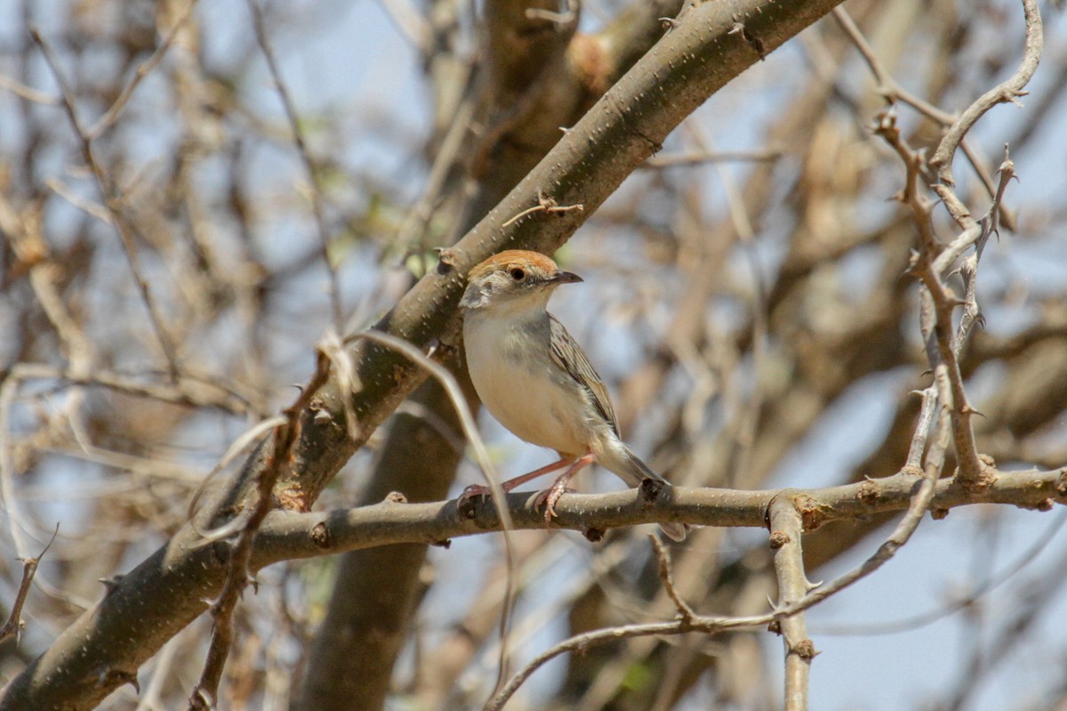 Tiny Cisticola - ML117233351