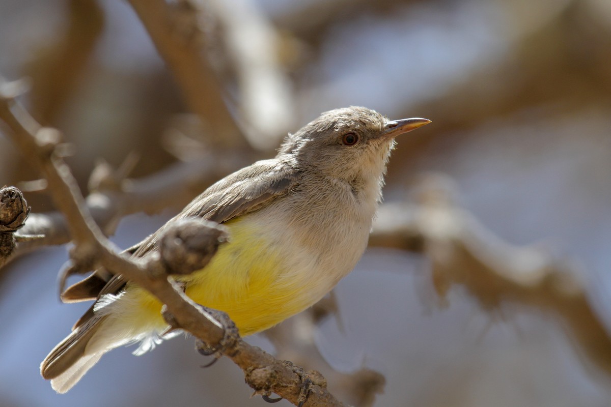Yellow-bellied Eremomela - Tommy Pedersen