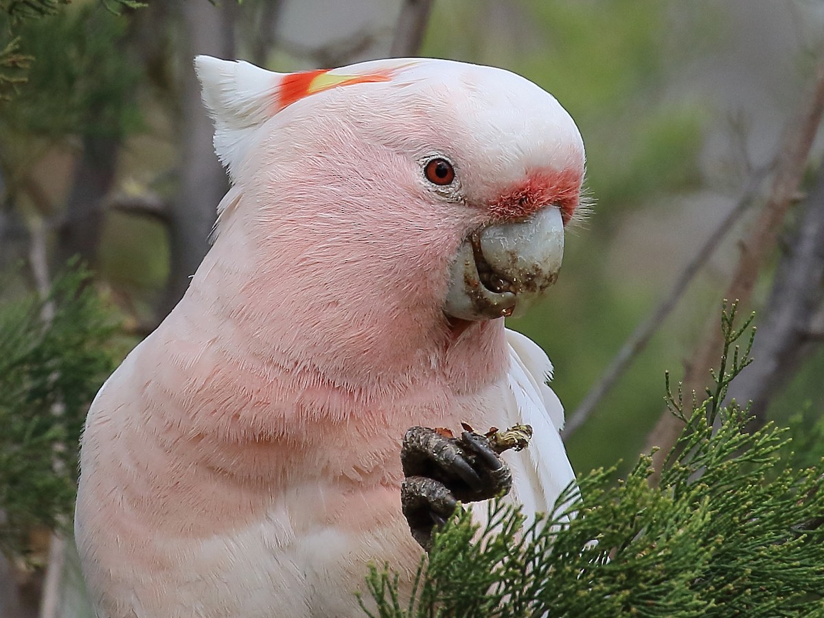Pink Cockatoo - Scott Eaton