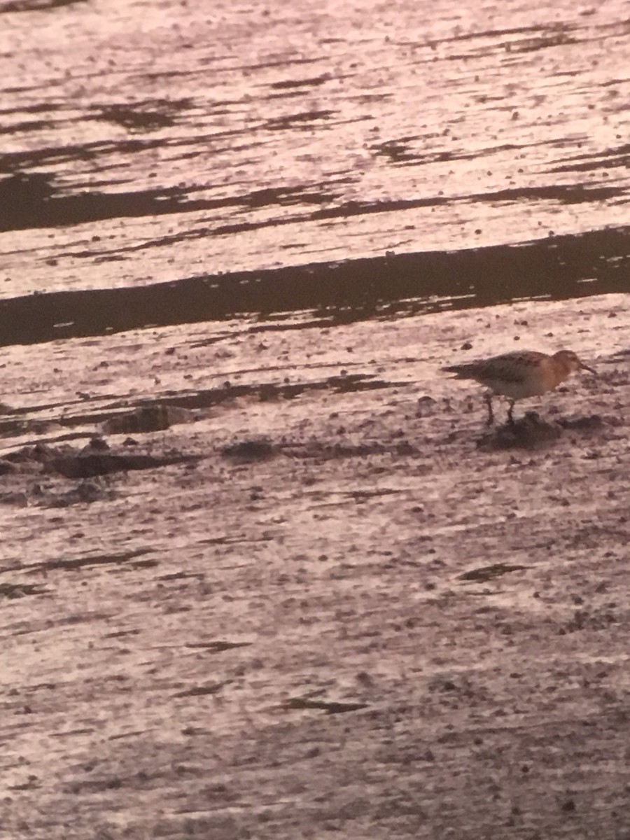 Sharp-tailed Sandpiper - ML117234091