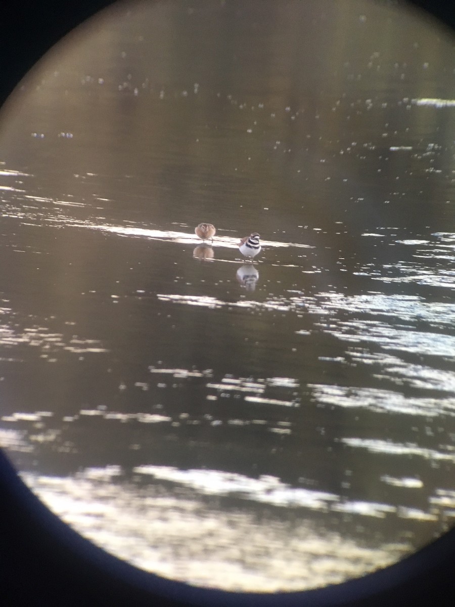 Sharp-tailed Sandpiper - ML117234151