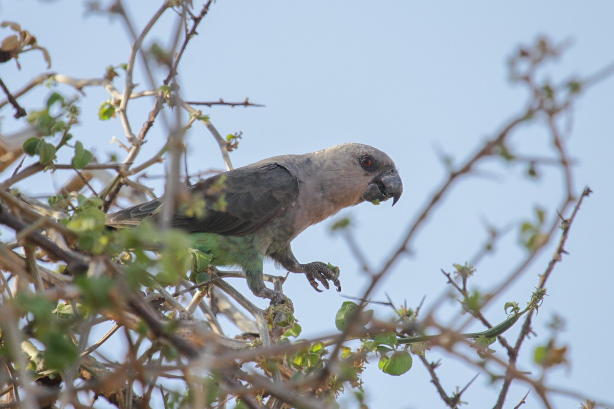 Red-bellied Parrot - ML117234181