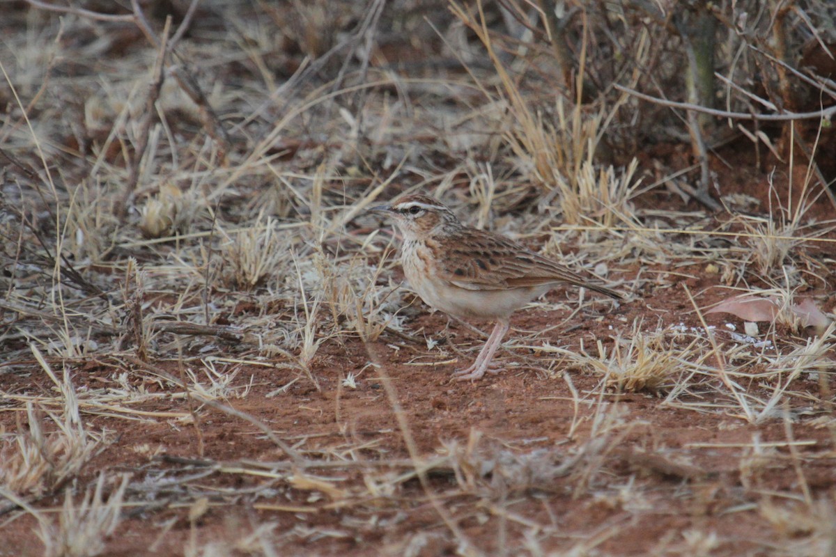 Fawn-colored Lark (Foxy) - ML117234311