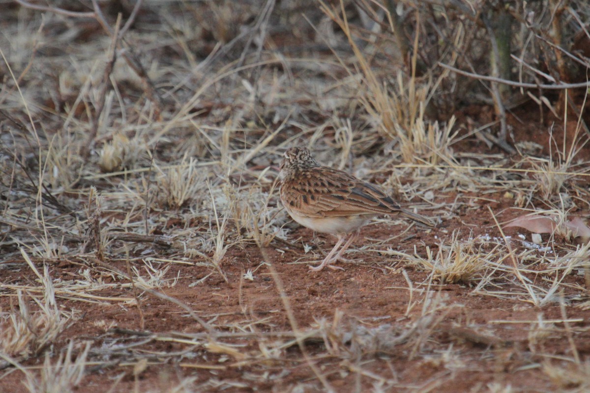 Fawn-colored Lark (Foxy) - ML117234321