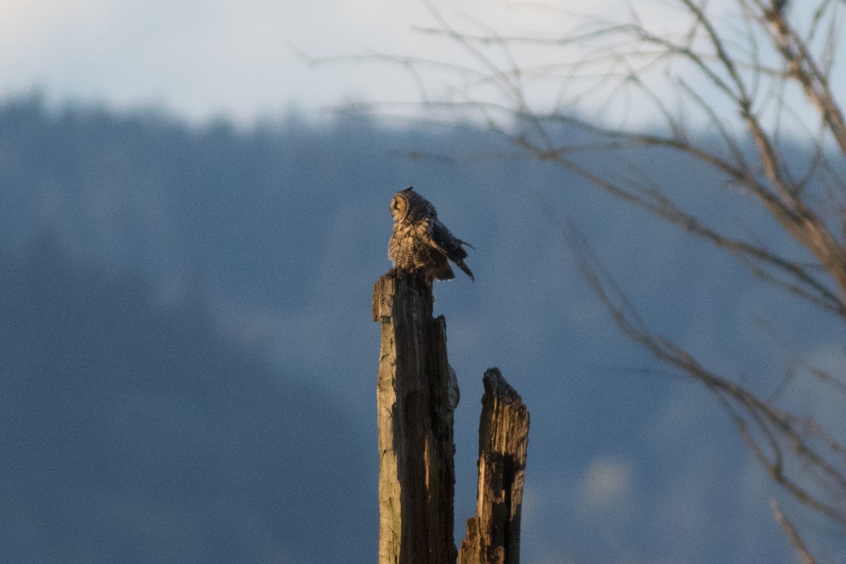 Long-eared Owl - Kurtis Messingale