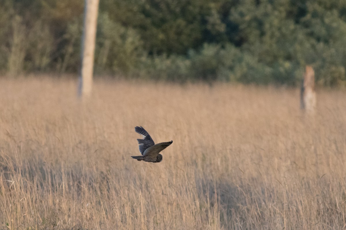 Long-eared Owl - Kurtis Messingale