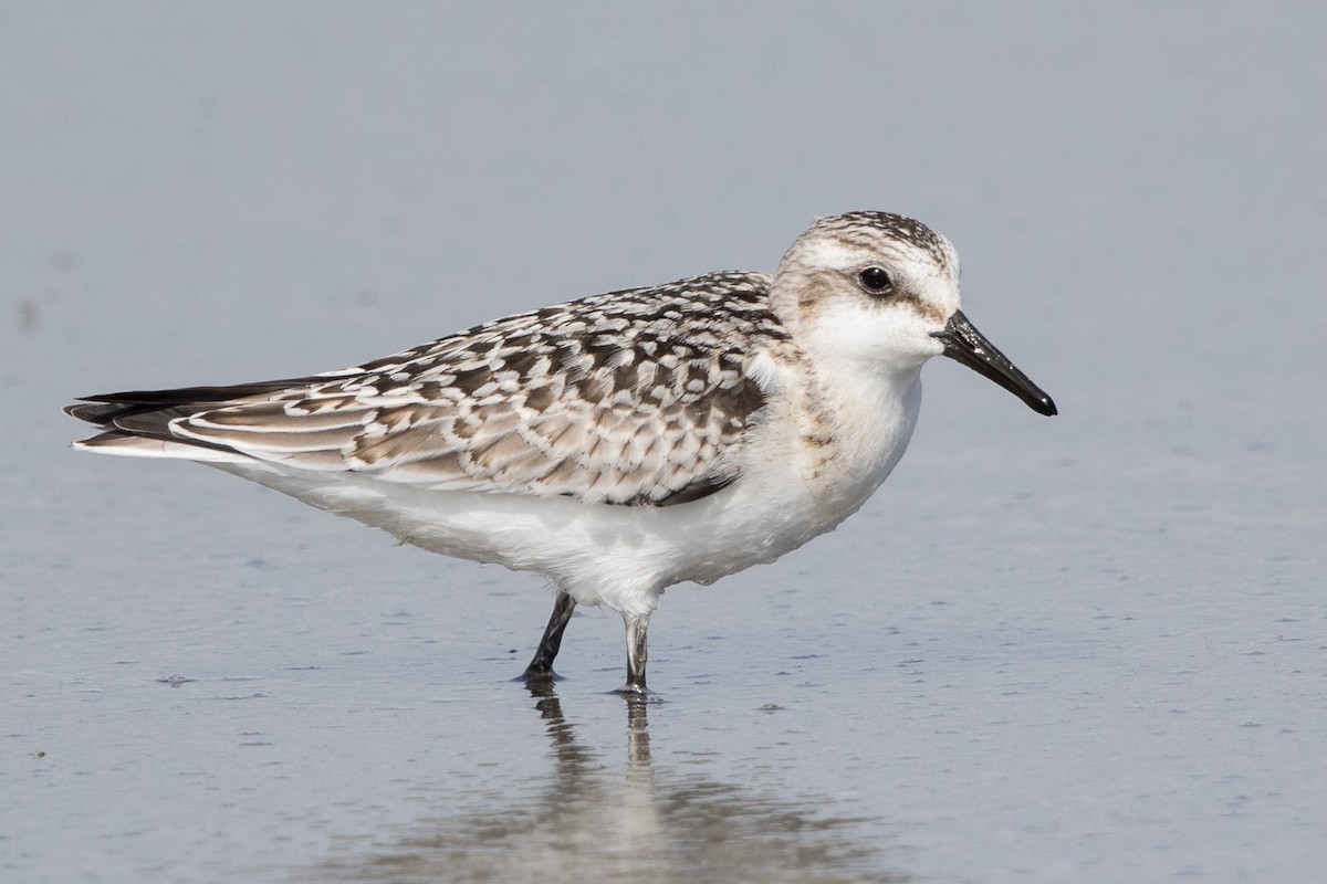 Sanderling - ML117237671