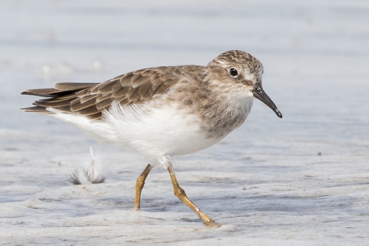 Least Sandpiper - ML117237691