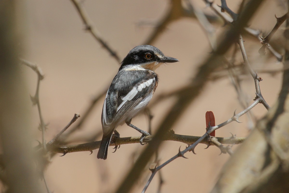 Pygmy Batis - Tommy Pedersen