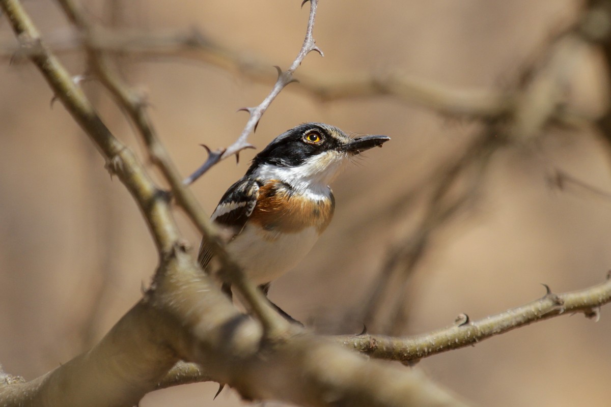 Pygmy Batis - Tommy Pedersen