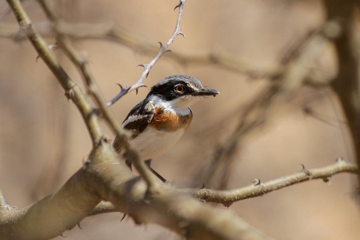 Pygmy Batis - ML117238061