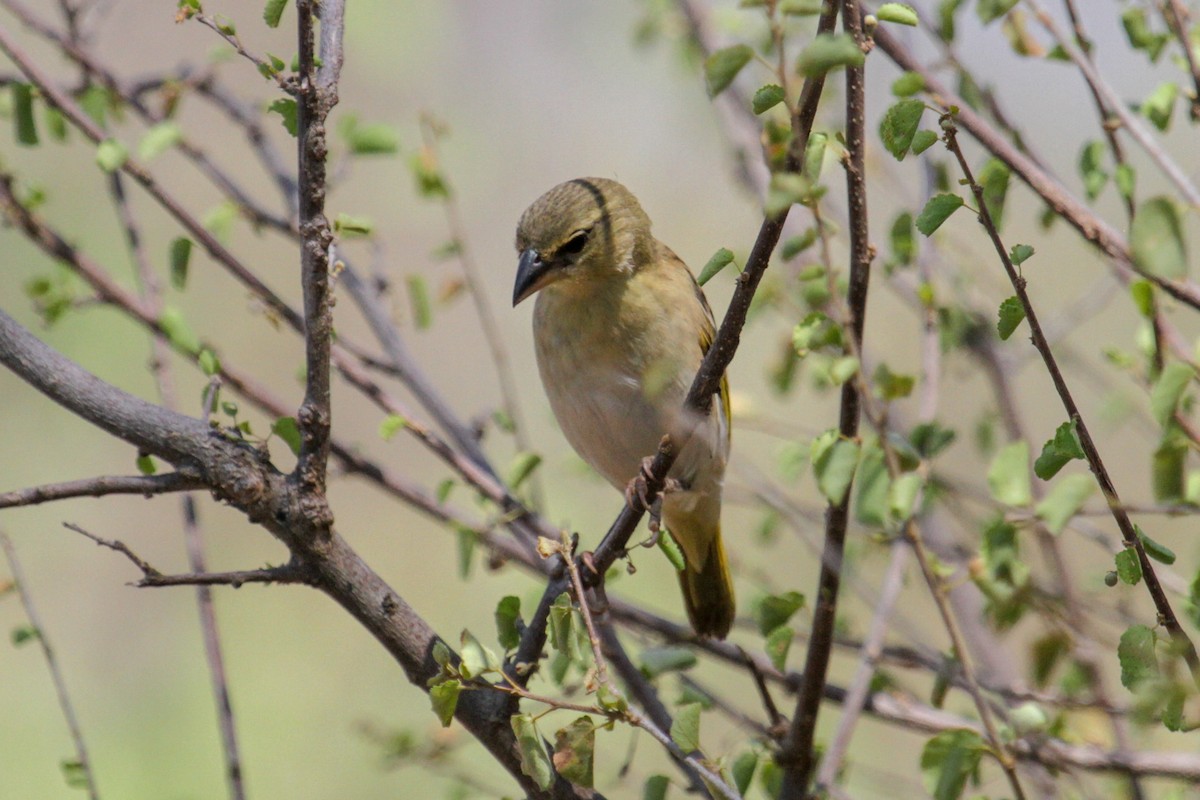 Juba Weaver - ML117238091
