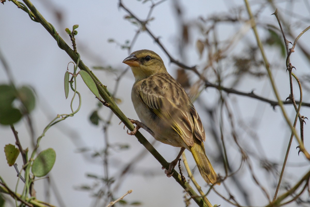 Salvadori's Weaver - ML117238481