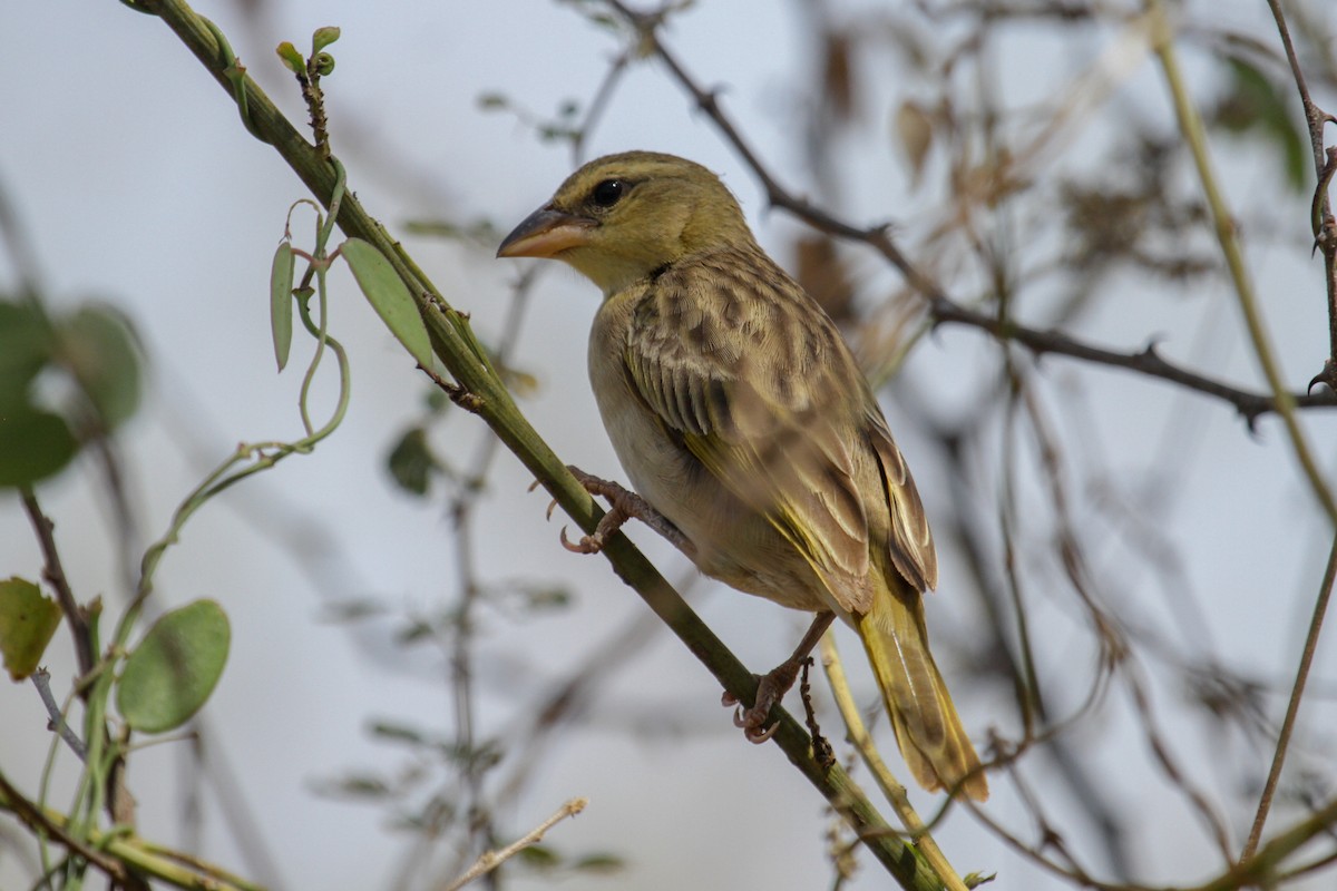 Salvadori's Weaver - ML117238491