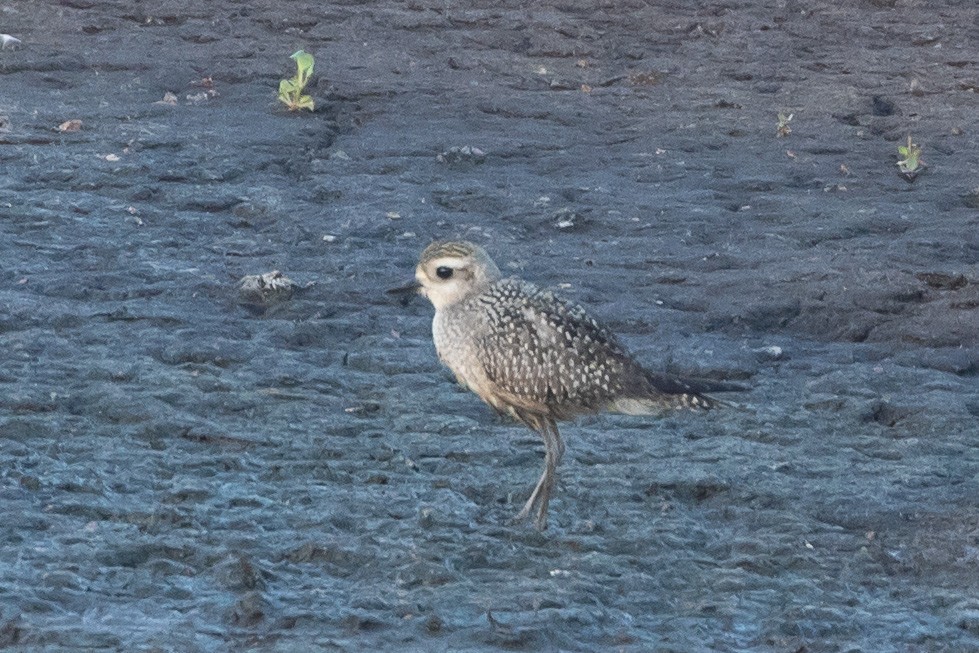 American Golden-Plover - ML117240511