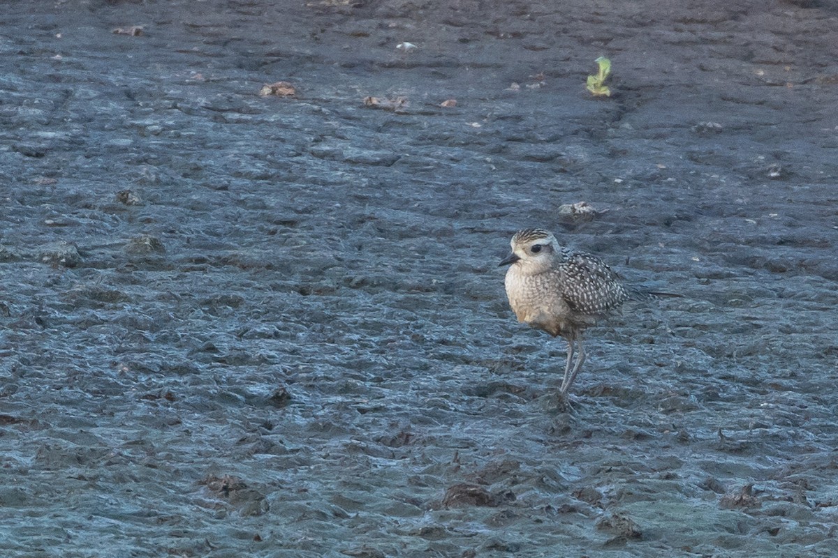 American Golden-Plover - ML117240561